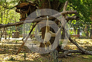 PATTAYA, THAILAND - January, 2013: Animal in Khao Kheow Open Zoo