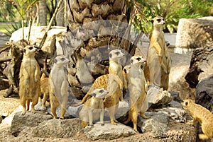 PATTAYA, THAILAND - January, 2013: Animal in Khao Kheow Open Zoo