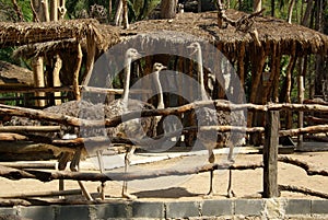 PATTAYA, THAILAND - January, 2013: Animal in Khao Kheow Open Zoo