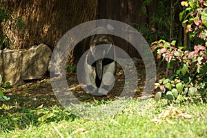 PATTAYA, THAILAND - January, 2013: Animal in Khao Kheow Open Zoo