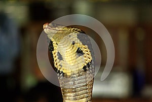 PATTAYA, THAILAND - January, 2013: Show of snakes with a cobra during a show