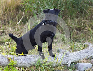 Patterdale Terrier