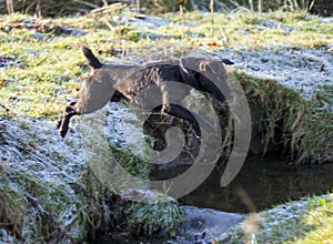 Patterdale Terrier