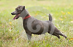 Patterdale Terrier