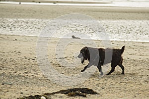 Patterdale terrier on the beach