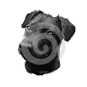 Patterdale Terrier dog portrait isolated on white. Digital art illustration of hand drawn dog for web, t-shirt print and puppy
