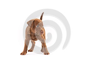 Patterdale terrier puppy