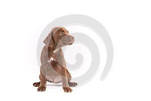 Patterdale terrier puppy