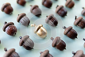 Pattern of acorns on natural green background with one golden acorn in the middle