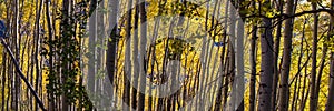 Pattern of Aspens in Autumn