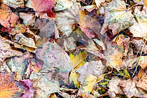 pattern of autumn foliage leaves at the ground in the forest