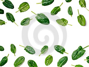 Pattern from baby spinach isolated