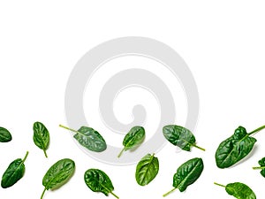 Pattern from baby spinach isolated