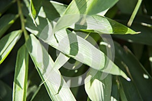 Sunshine on the leaves of bamboo it is a giant woody grass that grows chiefly in the tropics. photo