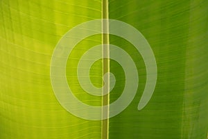 Pattern of banana leaf is pinnately parallel venation in botanical