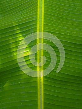 Pattern of banana leaves that refract sunlight