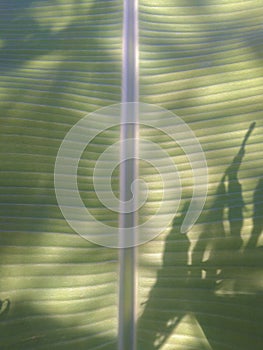 Pattern of banana leaves that refract sunlight photo