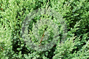 Pattern of beautiful green Juniperus chinensis stricta leaves.