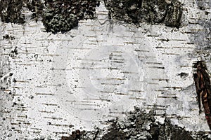 Pattern of birch bark with black birch stripes on white birch bark