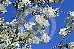 Pattern of a blooming apple tree against a blue sky
