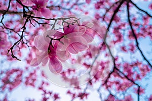 Pattern with blossom brunch of Magnolia. Spring bloom pink magnolia tree flowers. Blossom magnolia flower on blue sky