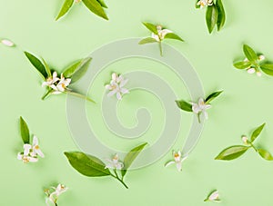 Pattern of blossom of orange tree