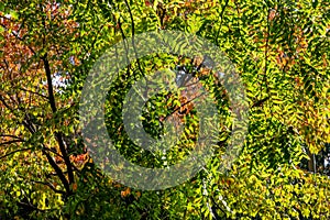 pattern of bright glowing leaves in detail at the indian summer tree