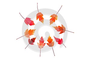 Pattern of bright red, maroon autumn leaves on a white background