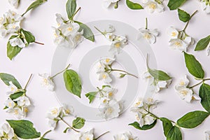 Pattern of bud jasmine and leaves scattered on a gary  background, overhead view. Flat lay