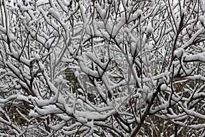 Pattern Of Bush Branches Covered With Powder Snow