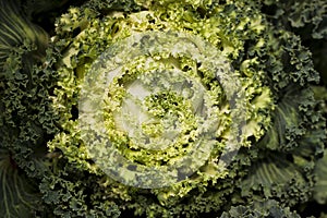 Pattern of Cabbage
