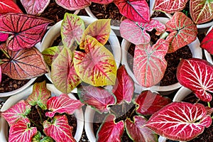 Pattern of caladium foliage plant red and yellow color