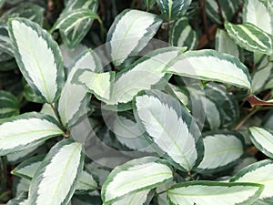 Pattern of Calathea picturata for background