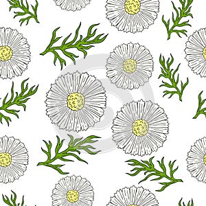 Pattern with camomile and leaves hand drawing.