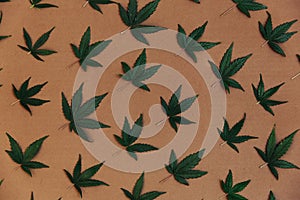 The pattern of a cannabis leaves. Ganja Marijuana Weed