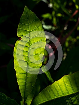 Pattern of Cashew Nut Bright Leaf