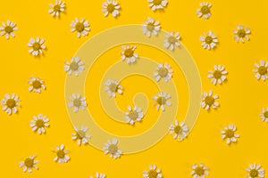 Pattern of chamomile flowers on yellow background