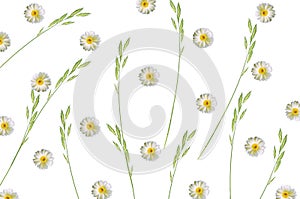 Pattern with chamomile and green grass spica on white background
