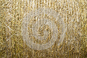Pattern closeup Natural texture of straw bale of cereals wheat grain surface rolled