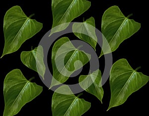 Pattern collection set green leaf background isolated on black for graphic design or stockphoto, environment, greenery,