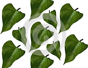 Pattern collection set green leaf background isolated on white for graphic design or stockphoto, environment, greenery,