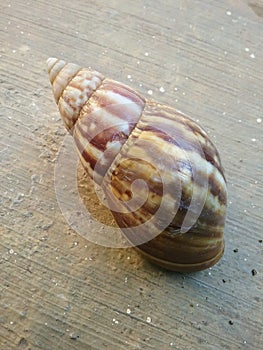 The pattern and color of the snail& x27;s shell fades at the end of its tail. photo