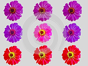 Pattern colorful flower zinnia violacea