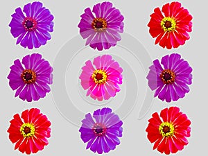 Pattern colorful flower zinnia violacea photo