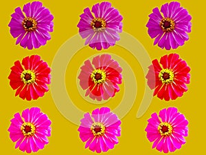 Pattern colorful flower zinnia violacea