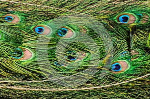 Pattern of colorful peacock tail feathers feathers