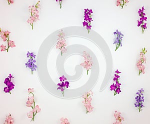 Pattern with colorful toadflax flowers on white background. Flat lay, top view