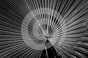 Pattern of Converging Lines on a Fan Palm in Black and White