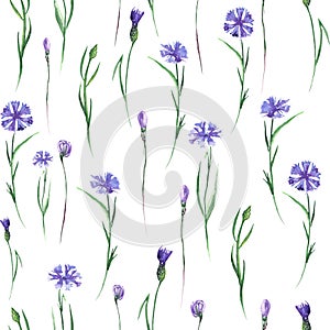 Pattern with cornflowers