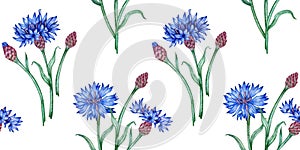 Pattern of cornflowers flowers and buds in watercolor